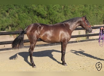 PRE, Stute, 8 Jahre, 166 cm, Rappe
