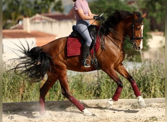 PRE Mix, Stute, 8 Jahre, 168 cm, Brauner
