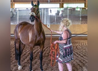 PRE, Stute, 8 Jahre, 168 cm, Dunkelbrauner