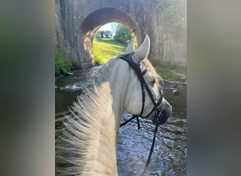 PRE Mix, Stute, 8 Jahre, 170 cm, Schimmel