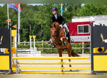 PRE, Stute, 9 Jahre, 148 cm, Fuchs