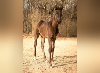 PRE, Stute, 9 Jahre, 150 cm, Buckskin