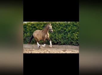 PRE, Stute, 9 Jahre, 150 cm, Buckskin