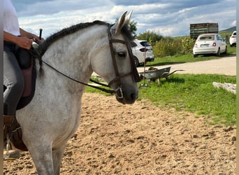 PRE, Stute, 9 Jahre, 155 cm, Schimmel