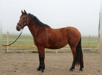 PRE, Stute, 9 Jahre, 157 cm, Brauner