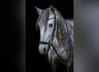 PRE, Stute, 9 Jahre, 157 cm, Schimmel