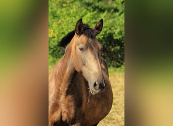 PRE Mix, Stute, 9 Jahre, 159 cm, Brauner