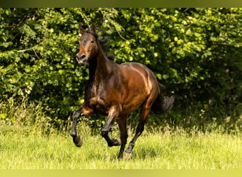 PRE, Stute, 9 Jahre, 160 cm, Brauner