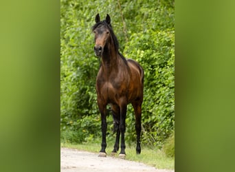 PRE, Stute, 9 Jahre, 160 cm, Brauner