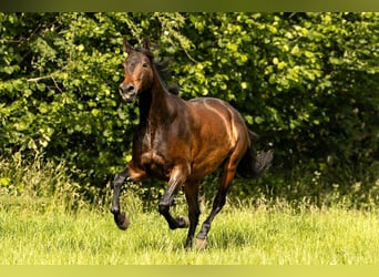 PRE Mix, Stute, 9 Jahre, 160 cm, Brauner