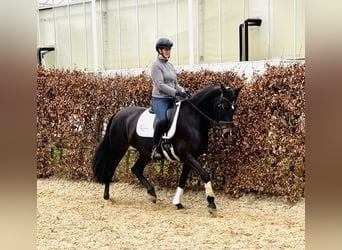 PRE Mix, Stute, 9 Jahre, 161 cm, Dunkelbrauner