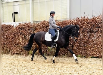 PRE Mix, Stute, 9 Jahre, 161 cm, Dunkelbrauner