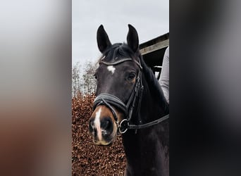 PRE Mix, Stute, 9 Jahre, 161 cm, Dunkelbrauner