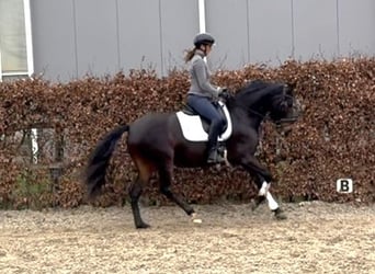 PRE Mix, Stute, 9 Jahre, 161 cm, Dunkelbrauner