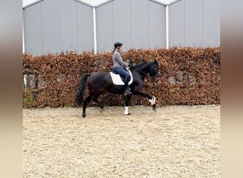 PRE Mix, Stute, 9 Jahre, 161 cm, Dunkelbrauner