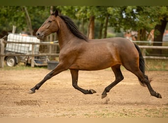 PRE Mix, Stute, 9 Jahre, 162 cm, Dunkelbrauner