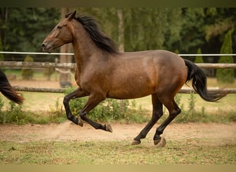 PRE Mix, Stute, 9 Jahre, 162 cm, Dunkelbrauner