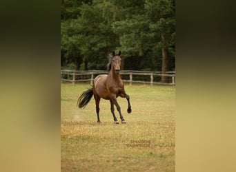 PRE Mix, Stute, 9 Jahre, 162 cm, Dunkelbrauner