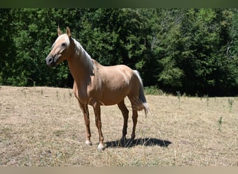 PRE, Stute, 9 Jahre, 162 cm, Palomino