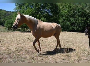 PRE, Stute, 9 Jahre, 162 cm, Palomino
