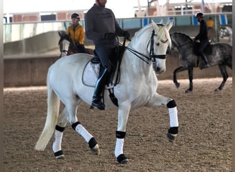 PRE Mix, Stute, 9 Jahre, 163 cm, Schimmel