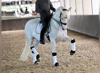 PRE Mix, Stute, 9 Jahre, 163 cm, Schimmel