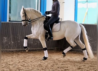PRE Mix, Stute, 9 Jahre, 163 cm, Schimmel