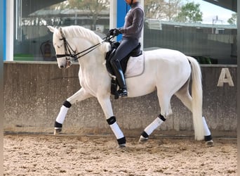 PRE Mix, Stute, 9 Jahre, 163 cm, Schimmel