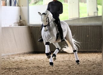 PRE Mix, Stute, 9 Jahre, 163 cm, Schimmel