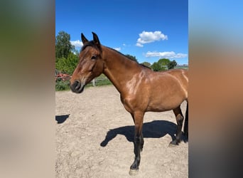 PRE Mix, Stute, 9 Jahre, 165 cm, Falbe