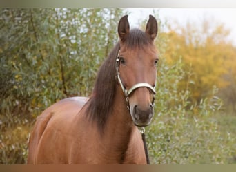 PRE Mix, Stute, 9 Jahre, 165 cm, Falbe