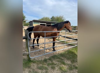 PRE Mix, Stute, 9 Jahre, 165 cm, Falbe