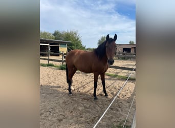 PRE Mix, Stute, 9 Jahre, 165 cm, Falbe