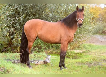 PRE Mix, Stute, 9 Jahre, 165 cm, Falbe
