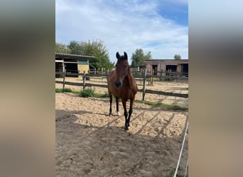 PRE Mix, Stute, 9 Jahre, 165 cm, Falbe