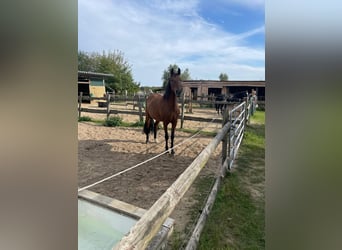 PRE Mix, Stute, 9 Jahre, 165 cm, Falbe