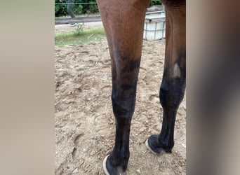 PRE Mix, Stute, 9 Jahre, 165 cm, Falbe