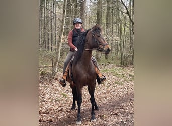 PRE, Stute, 9 Jahre, 166 cm, Brauner