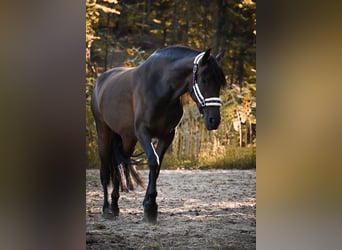 PRE, Stute, 9 Jahre, 170 cm, Brauner