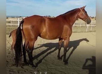 PRE Mix, Stute, 9 Jahre, 175 cm, Rotbrauner