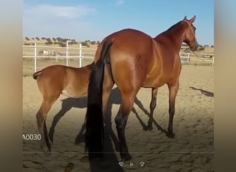 PRE Mix, Stute, 9 Jahre, 175 cm, Rotbrauner