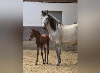 PRE, Stute, 9 Jahre, Fliegenschimmel