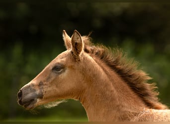 PRE, Stute, Fohlen (01/2024), 120 cm, Buckskin