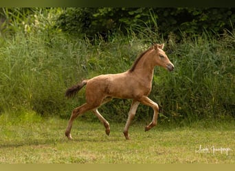 PRE, Stute, Fohlen (01/2024), 120 cm, Buckskin