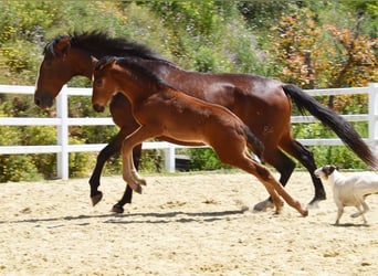 PRE, Stute, , 125 cm, Brauner