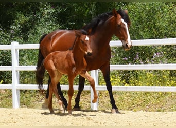 PRE, Stute, , 125 cm, Brauner
