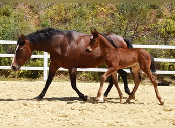PRE, Stute, , 125 cm, Brauner