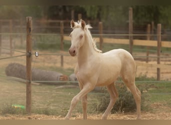 PRE, Stute, , 135 cm, Cremello