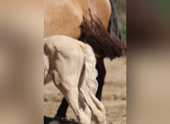 PRE, Stute, , 135 cm, Cremello