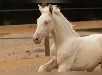 PRE, Stute, , 135 cm, Cremello